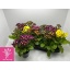 product/img.floraplaza.nl/6672-510-LIVE_fotos-0xCE002D271B930F89A16E4CDAF0C00E58642306CA.jpg