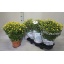 product/img.floraplaza.nl/6718-19-LIVE_fotos-0xA86C81A653D90166F2C68FFEB1B66FA72D3C3C92.jpg