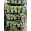 product/img.floraplaza.nl/6718-19-LIVE_fotos-0xB015CF1B8664432AB5F1229E7810A6B419496F62.jpg