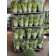 product/img.floraplaza.nl/6718-19-LIVE_fotos-0xEC0324B5C510FEAF7AC8A7FA28A3D3DC83C86FD8.jpg