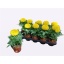 product/img.floraplaza.nl/6745-12-LIVE_fotos-0x9AA43A68F5E323AB6E0027D82EDC306F44EF3C5C.jpg