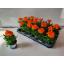 product/img.floraplaza.nl/6749-9-LIVE_fotos-0x7C7EFA146007D38FFFDD43CBDCFA000C87596AD6.jpg