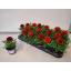 product/img.floraplaza.nl/6749-9-LIVE_fotos-0xC87D5BB5D3D405DC3EAD136883C09754BFB0E0D4.jpg