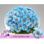 product/img.floraplaza.nl/6751-70-LIVE_fotos-0xCD102E8F38AA888348602726B01A347DAA54BC08.jpg