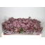 product/img.floraplaza.nl/69-50-LIVE_fotos-0xA8DA60FAE826B5500FF44D3CDECBB1C57CEC7966.jpg
