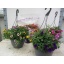 product/img.floraplaza.nl/7144-23-LIVE_fotos-0x75A3AB5A3B18BE74E61C88FE9B7B7E43A78A0E9E.jpg