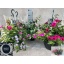 product/img.floraplaza.nl/7145-25-LIVE_fotos-0x68F8AA7B16A3D6B558AEADEF9D4D05C11FDF6EEE.jpg