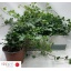 product/img.floraplaza.nl/7375-17-LIVE_fotos-0xE9B4139081ADA6121D94C6265922A738FF548725.jpg