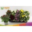product/img.floraplaza.nl/7382-12-LIVE_fotos-0x4935582E536D656ED7477242DA96F0054A57446E.jpg