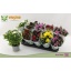 product/img.floraplaza.nl/7382-12-LIVE_fotos-0xB1657976AC698C9EB5074861C6DEAE4D558F0EE0.jpg