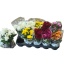 product/img.floraplaza.nl/7382-12-LIVE_fotos-0xC5C8AB6ED4F12329B8AB4002C508AA3BCF77F7F6.jpg