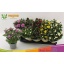 product/img.floraplaza.nl/7382-12-LIVE_fotos-0xC70482E0C7B5A0B3554532ABA6EC9A5E6E0DB29D.jpg