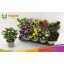 product/img.floraplaza.nl/7382-12-LIVE_fotos-0xCA9E16E12D19D096A9D8F47D8496CF44D9294AA9.jpg