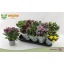 product/img.floraplaza.nl/7382-12-LIVE_fotos-0xEF11BCD1CF0CD27E09E301036A5FC0067BE0DE48.jpg