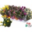product/img.floraplaza.nl/7382-9-LIVE_fotos-0x025CD095164ED6168A4FCCDB3D3C13781BFE2327.jpg