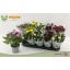 product/img.floraplaza.nl/7384-12-LIVE_fotos-0x87F789E5980C2B984AB3BDD12C543D98AC671388.jpg
