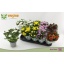 product/img.floraplaza.nl/7384-12-LIVE_fotos-0xCE5D6D1B290BB19DF9665E975A9383D290ED8E55.jpg