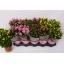 product/img.floraplaza.nl/7384-12-LIVE_fotos-0xD64EE4F428CCD74C3563C1031683FC9C31909F03.jpg