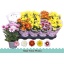 product/img.floraplaza.nl/7384-12-LIVE_fotos-0xFDCAE47C9E7AA745BDCC1D5342CEE3D1EA7FA86E.jpg