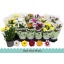 product/img.floraplaza.nl/7384-9-LIVE_fotos-0xBC1B46B8873FD4EE4ECF5A4B1AB50BA96E30FDFD.jpg