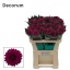 product/img.floraplaza.nl/745-70-LIVE_fotos-0x0330811D84811D9B9605623442B1D4D17B93EEB9.jpg