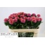 product/img.floraplaza.nl/745-70OV-LIVE_fotos-0x836541265AFBB0D1B466F492B5B4452B3E40EE6C.jpg