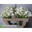 product/img.floraplaza.nl/7687-50-LIVE_fotos-0x0584FFD5C6C833582F37CD758ADC22A3CC9F4A4A.jpg