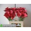 product/img.floraplaza.nl/7687-55-LIVE_fotos-0x26DCDA0D661F0ADF8D50DC21C95E8C6C6CFC4DE3.jpg