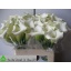 product/img.floraplaza.nl/7687-55-LIVE_fotos-0xA82A469E0BE962CD444E20EF39D1C945A77EC495.jpg