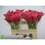 product/img.floraplaza.nl/7687-55-LIVE_fotos-0xE8F20318C04F61A43B0E7DBFAFFDAAE0B888639F.jpg