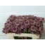 product/img.floraplaza.nl/7861-50-LIVE_fotos-0xDFBE6FA007325D07A794F0596B98DF64E55DC198.jpg