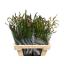 product/img.floraplaza.nl/7870-60-LIVE_fotos-0x256097429514758E71CD231435793FF13B4CBD39.jpg