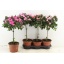 product/img.floraplaza.nl/8071-19-LIVE_fotos-0xD13DC685FCF5C06C69CF53310E5A9FE2117520A3.jpg