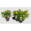 product/img.floraplaza.nl/8140-13-LIVE_fotos-0x6F00C54C71FB870A9915DE428608B415BFFFF6F4.jpg