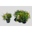 product/img.floraplaza.nl/8140-13-LIVE_fotos-0xF989E1228BBADB60AA1BA8B64532FC22DD7B3C61.jpg