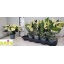 product/img.floraplaza.nl/8157-510-LIVE_fotos-0x1669131D8AB1C128C24225000DFF0E64B90090ED.jpg