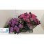 product/img.floraplaza.nl/8215-14-LIVE_fotos-0xA0A3D39015191242C9DDA3AF36705390887FABD1.jpg
