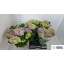 product/img.floraplaza.nl/8215-14-LIVE_fotos-0xF274C9C4489DC018CDAC5C2AAC53CF3FF6170C39.jpg