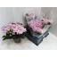 product/img.floraplaza.nl/8215-15-LIVE_fotos-0x1776636395672A3D530B834C527E66EEF36B6AFB.jpg