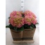 product/img.floraplaza.nl/8215-15-LIVE_fotos-0x5C1A62BBB84BAFCCB2FA31F232354302F730C1F6.jpg