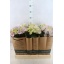 product/img.floraplaza.nl/8215-15-LIVE_fotos-0x83D307BE323C3EF2BFE8958A91178F446A2EBAAD.jpg