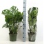 product/img.floraplaza.nl/8237-21-LIVE_fotos-0x33D72F8330112F644F68BE55F08C20BD7A6555B8.jpg