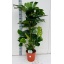 product/img.floraplaza.nl/8237-24-LIVE_fotos-0xDA7CA8E51C77214CE0189578555031D3A164868C.jpg