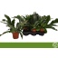 product/img.floraplaza.nl/8302-12-LIVE_fotos-0xB45C4EF1EC8CD832668DC8A24C65E77C85AF1770.jpg