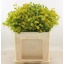 product/img.floraplaza.nl/841-55-LIVE_fotos-0x3FAE015E62EFE7FB7AC552C1CDF2D7ACDF6888A8.jpg
