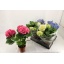 product/img.floraplaza.nl/8425-14-LIVE_fotos-0xCF179523145D8E3545B7585542B66397D46BB76F.jpg