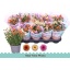 product/img.floraplaza.nl/8431-12-LIVE_fotos-0x7255685693C9B8FFD4A91C38BC876C290B733ED8.jpg