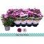 product/img.floraplaza.nl/8431-12-LIVE_fotos-0xACC5776D1CA6D4AB0688C02A0E358B3D6F278F8E.jpg