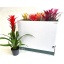 product/img.floraplaza.nl/8441-13-LIVE_fotos-0xB24BD1A831183E45FABA3CD2563CC6002B363AB8.jpg
