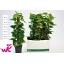 product/img.floraplaza.nl/8472-19-LIVE_fotos-0x1C78D362B29A4FF4AAE65152DAF1EFB95B43C01F.jpg